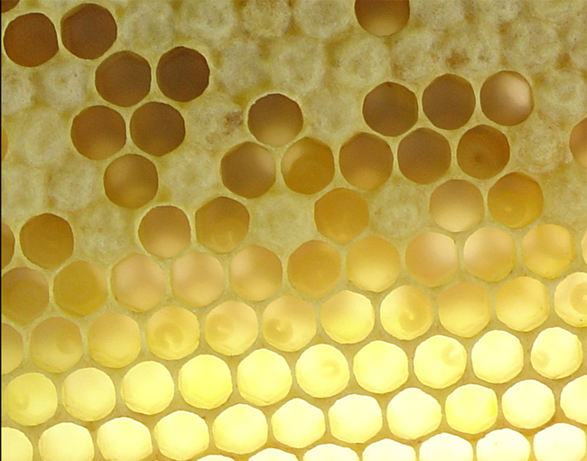 Honeycomb